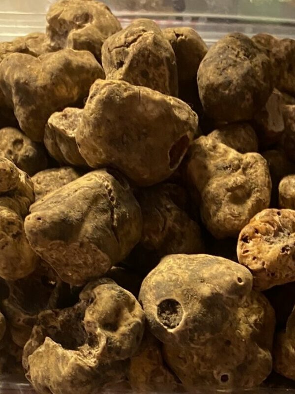 Tartufo Bianco pezzatura media e   da 5gr>gr;15 gr.