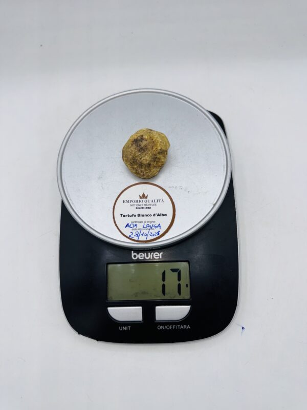 Tartufo bianco d' Alba  Tuber Magnatum Pico prov. Alta Langa cavato il 28/10/25 gr.17  A