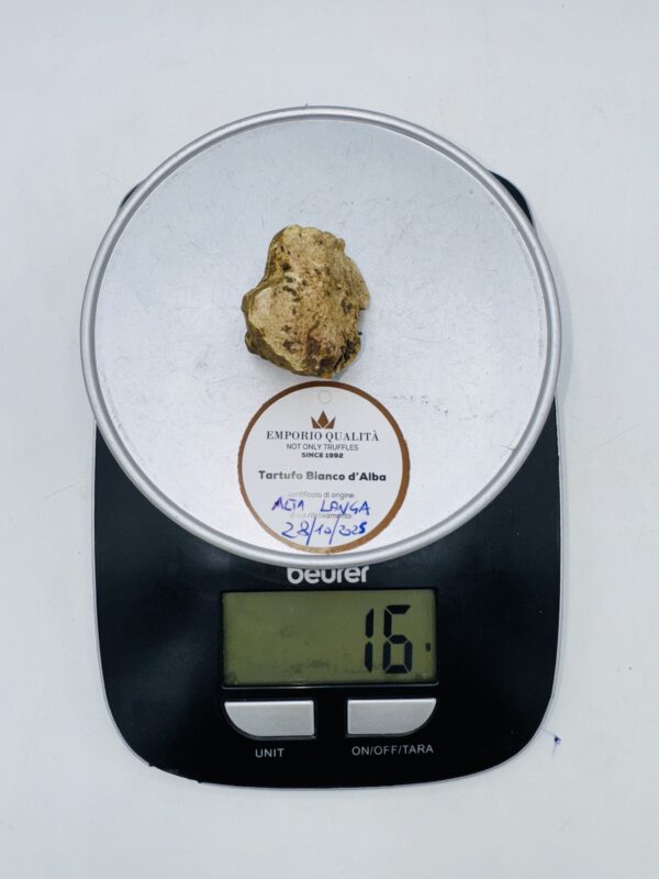 Tartufo bianco d' Alba  Tuber Magnatum Pico prov. Alta Langa cavato il 28/10/25 gr.16 B