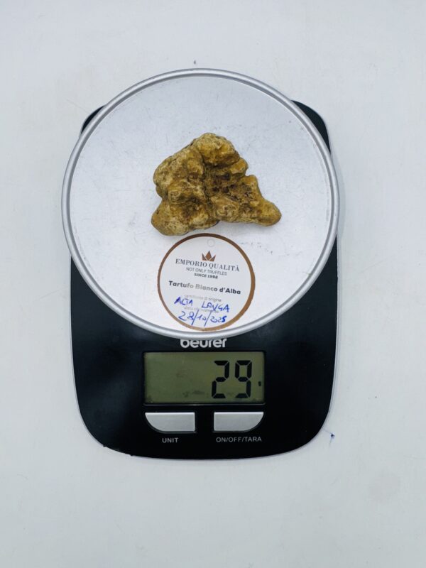 Tartufo bianco d' Alba  Tuber Magnatum Pico prov. Alta Langa cavato il 28/10/25 gr.29 C