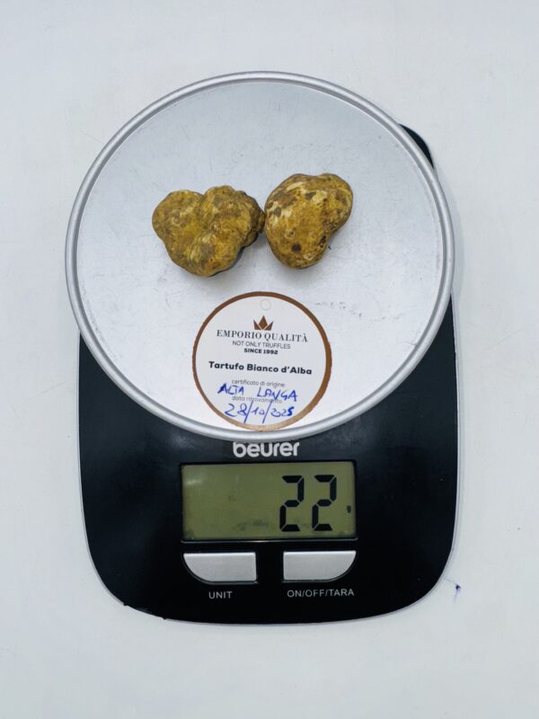 Tartufo bianco d' Alba  Tuber Magnatum Pico prov. Alta Langa cavato il 28/10/25 gr.22 E 2 tartufi