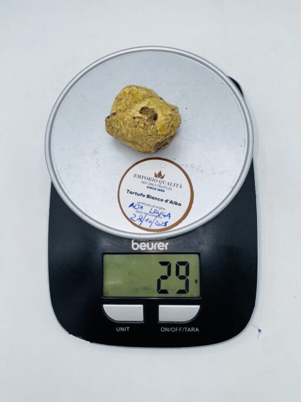 Tartufo bianco d' Alba  Tuber Magnatum Pico prov. Alta Langa cavato il 28/10/25 gr.29H