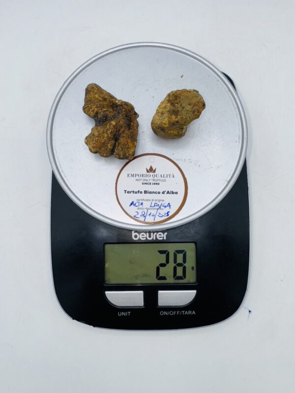Tartufo bianco d' Alba  Tuber Magnatum Pico prov. Alta Langa cavato il 28/10/25 gr.28i 2 tartufi