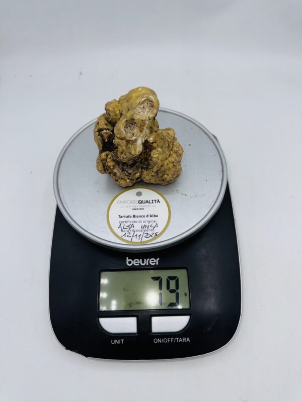 Tartufo Bianco d' Alba Tuber Magnatum Pico prov.Alta Langa cavato il12/11/25 gr.79 A