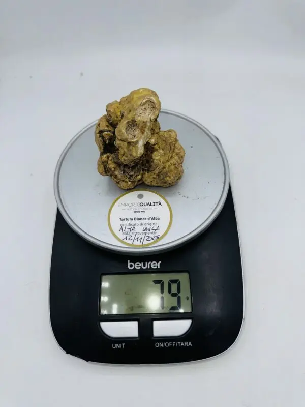 Tartufo Bianco d' Alba Tuber Magnatum Pico prov.Alta Langa cavato il12/11/25 gr.79 A