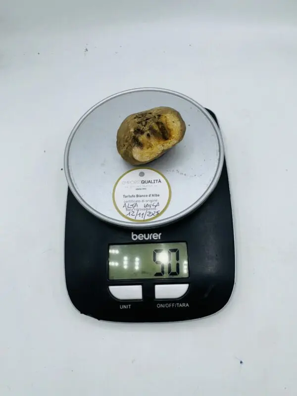 Tartufo Bianco d' Alba Tuber Magnatum Pico prov.Alta Langa cavato il12/11/25 gr.50B
