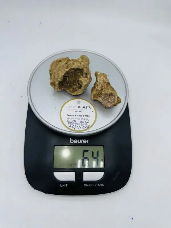 Tartufo Bianco d' Alba Tuber Magnatum Pico prov.Alta Langa cavato il12/11/25 gr.64 -2 tartufi