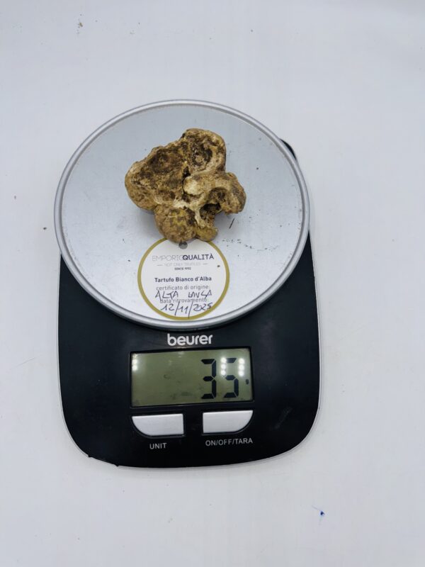 Tartufo Bianco d' Alba Tuber Magnatum Pico prov.Alta Langa cavato il12/11/25 gr.35 E