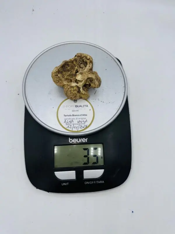 Tartufo Bianco d' Alba Tuber Magnatum Pico prov.Alta Langa cavato il12/11/25 gr.35 E