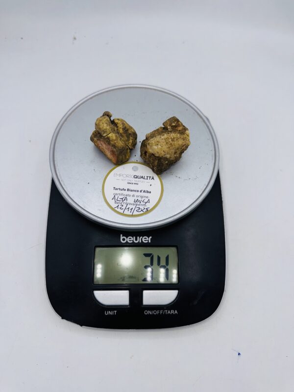 Tartufo Bianco d' Alba Tuber Magnatum Pico prov.Alta Langa cavato il12/11/25 gr.24F