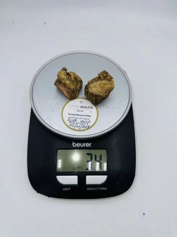 Tartufo Bianco d' Alba Tuber Magnatum Pico prov.Alta Langa cavato il12/11/25 gr.24F