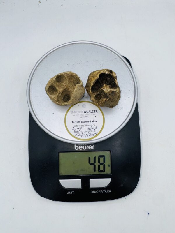 Tartufo Bianco d' Alba Tuber Magnatum Pico prov.Alta Langa cavato il12/11/25 gr.48 L