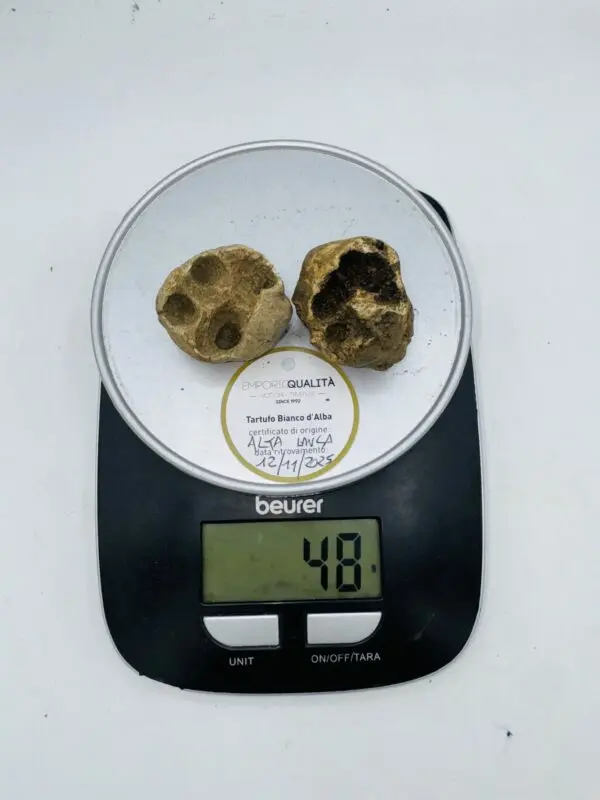 Tartufo Bianco d' Alba Tuber Magnatum Pico prov.Alta Langa cavato il12/11/25 gr.48 L