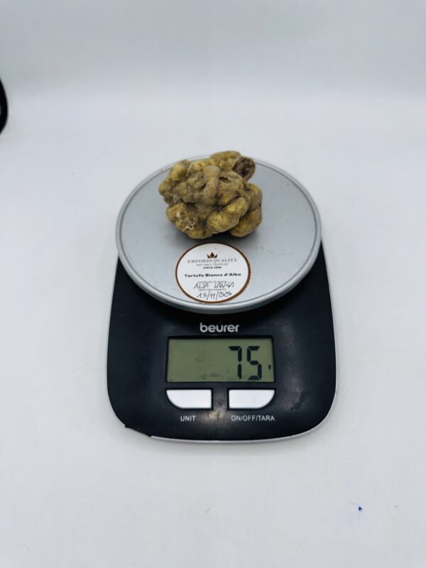 Tartufo Bianco d' Alba Tuber Magnatum Pico prov. Alta Langa cavato il 15/11/25 gr.75