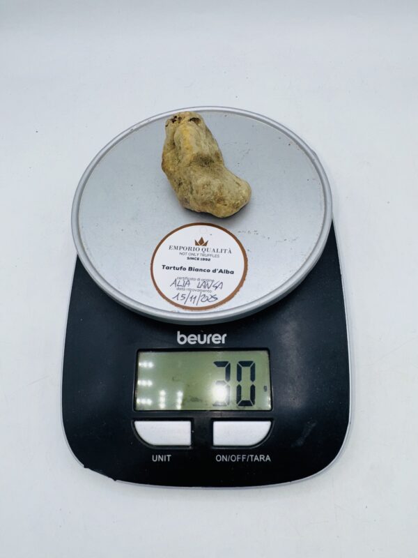 Tartufo Bianco d' Alba Tuber Magnatum Pico prov. Alta Langa cavato il 15/11/25 gr.30 M