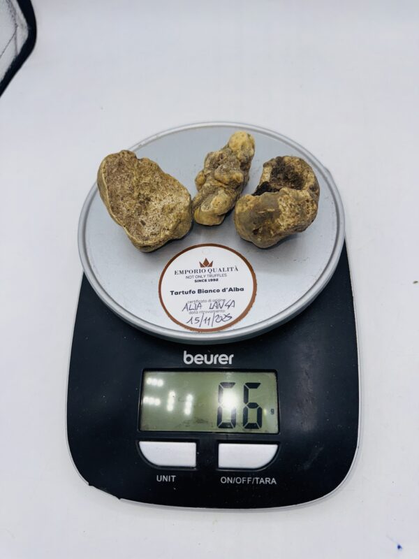Tartufo Bianco d' Alba Tuber Magnatum Pico porv. Alta Langa cavato il 15/11/25 gr.66 P 3 TARTUFI