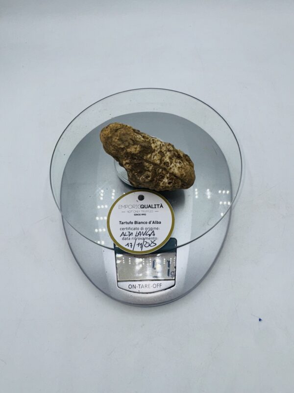Tartufo bianco d' Alba Tuber Magnatum Pico Prov. Alta Langa cavato il 17/11/25 gr.51 C