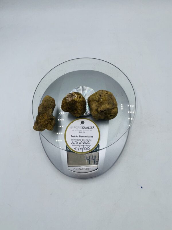 Tartufo bianco d' Alba Tuber Magnatum Pico Prov. Alta Langa cavato il 17/11/25 gr.44 D 3 tartufi