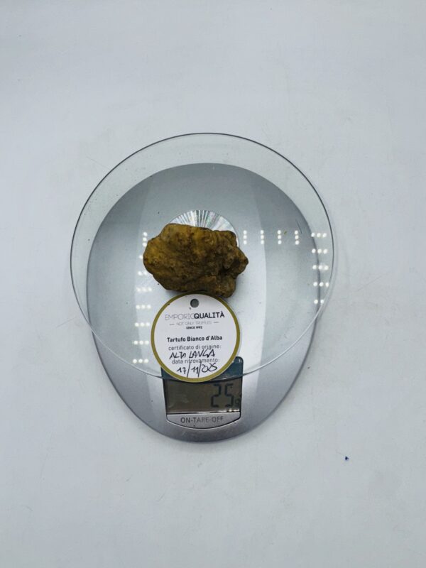 Tartufo bianco d' Alba Tuber Magnatum Pico Prov. Alta Langa cavato il 17/11/25 gr.25 E