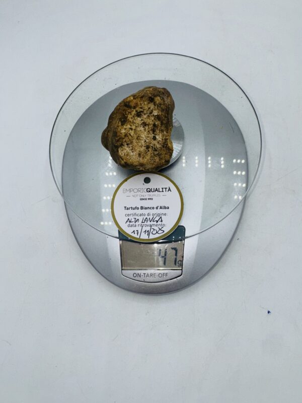 Tartufo bianco d' Alba Tuber Magnatum Pico Prov. Alta Langa cavato il 17/11/25 gr.47i