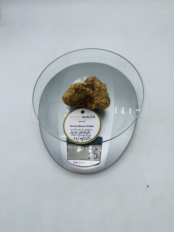 Tartufo bianco d' Alba Tuber Magnatum Pico Prov. Alta Langa cavato il 17/11/25 gr.35 L