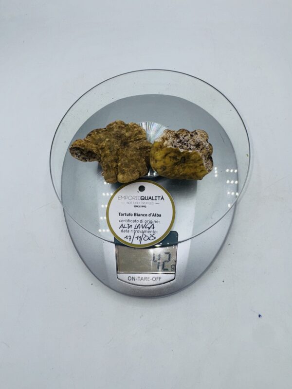 Tartufo bianco d' Alba Tuber Magnatum Pico Prov. Alta Langa cavato il 17/11/25 gr.42 Q 2 tartufi