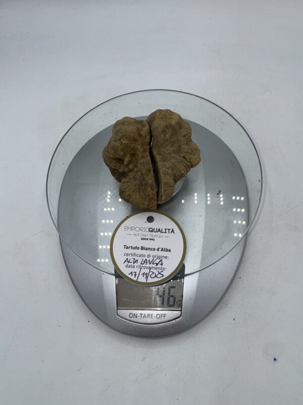 Tartufo bianco d' Alba Tuber Magnatum Pico Prov. Alta Langa cavato il 17/11/25 gr.46 T tartufo rotto