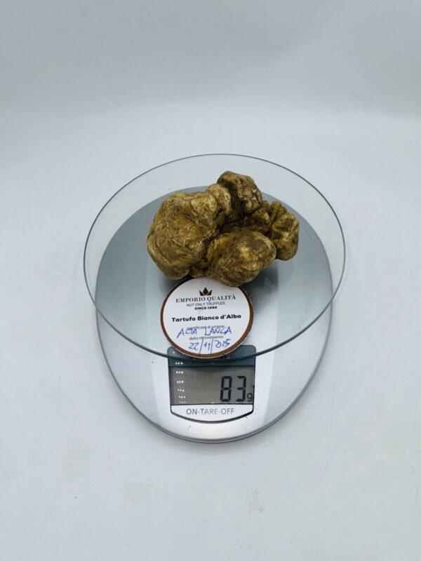 Tartufo bianco d' Alba Tuber Magnatum Pico prov. Alta Langa cavato il 22/11/25 Gr.83 A