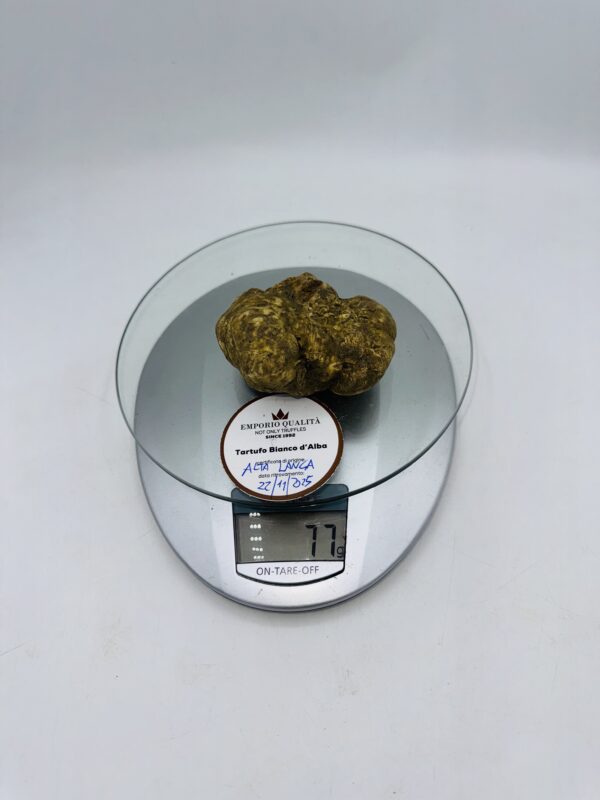 Tartufo bianco d' Alba Tuber Magnatum Pico prov. Alta Langa cavato il 22/11/25 Gr.77 B