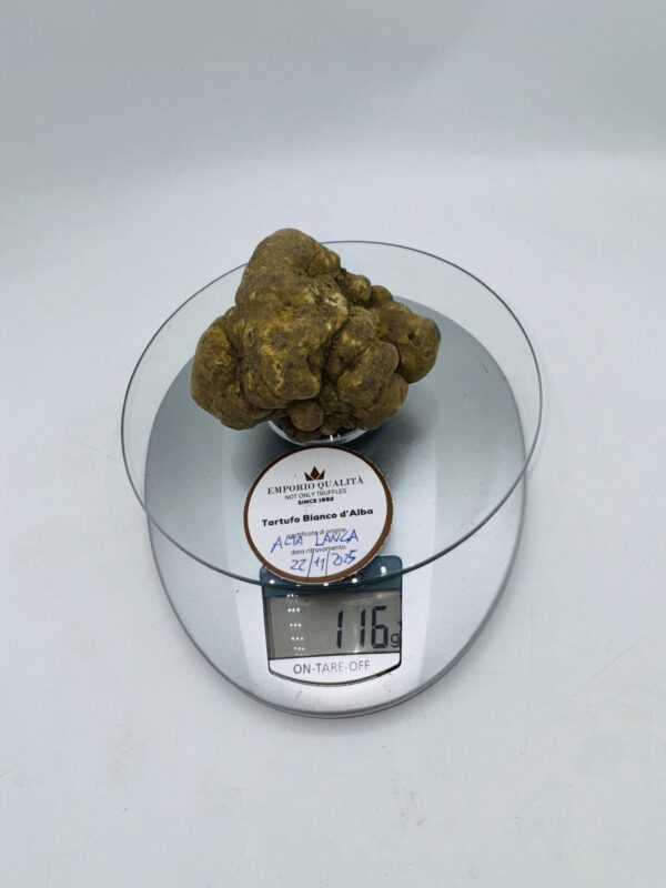 Tartufo bianco d' Alba Tuber Magnatum Pico prov. Alta Langa cavato il 22/11/25 Gr.116C