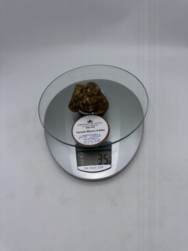 Tartufo bianco d' Alba Tuber Magnatum Pico prov. Alta Langa cavato il 22/11/25 Gr.35 D