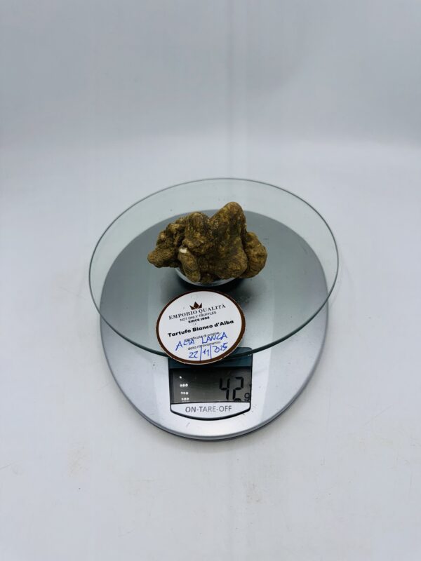Tartufo bianco d' Alba Tuber Magnatum Pico prov. Alta Langa cavato il 22/11/25 Gr.42 E