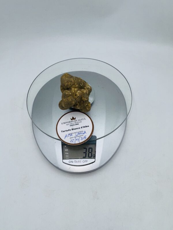 Tartufo bianco d' Alba Tuber Magnatum Pico prov. Alta Langa cavato il 22/11/25 Gr.38 F