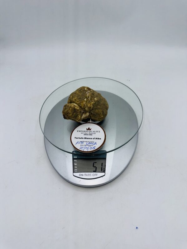Tartufo bianco d' Alba Tuber Magnatum Pico prov. Alta Langa cavato il 22/11/25 Gr.51
