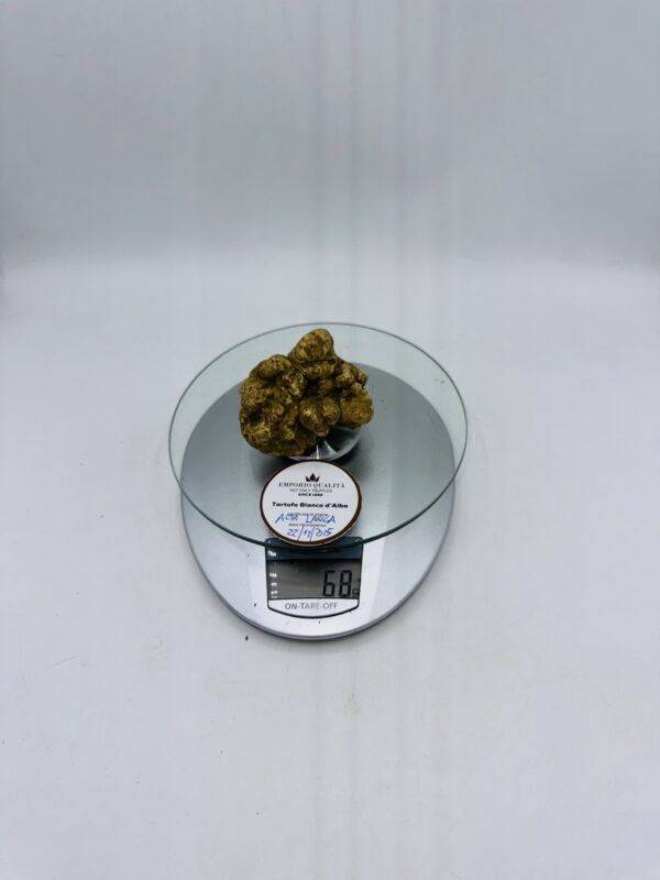 Tartufo bianco d' Alba Tuber Magnatum Pico prov. Alta Langa cavato il 22/11/25 Gr.68A