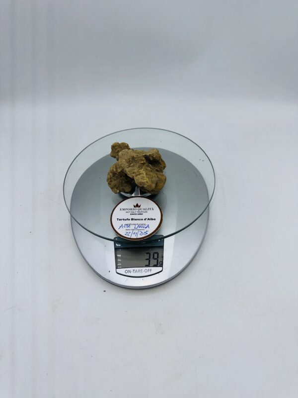 Tartufo bianco d' Alba Tuber Magnatum Pico prov. Alta Langa cavato il 22/11/25 Gr.39 B