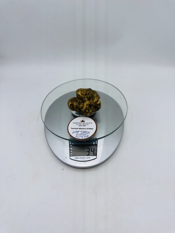 Tartufo bianco d' Alba Tuber Magnatum Pico prov. Alta Langa cavato il 22/11/25 Gr.34 E