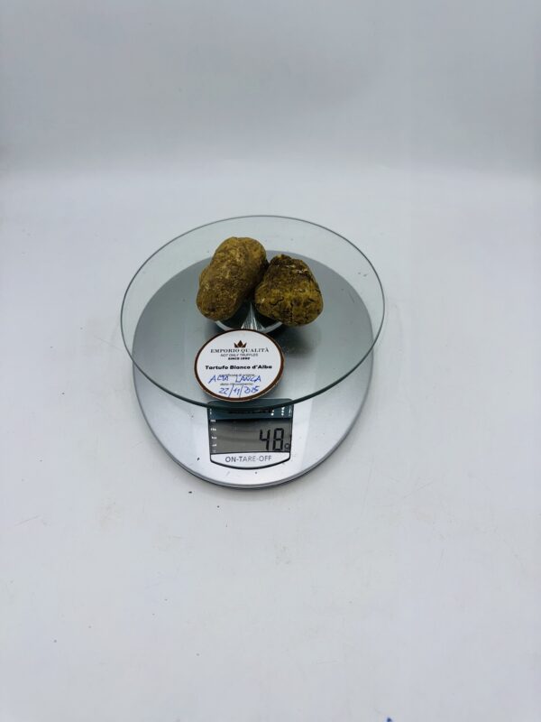 Tartufo bianco d' Alba Tuber Magnatum Pico prov. Alta Langa cavato il 22/11/25 Gr.48 2 TARTUFI