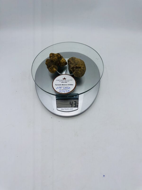 Tartufo bianco d' Alba Tuber Magnatum Pico prov. Alta Langa cavato il 22/11/25 Gr.43  2 TARTUFI