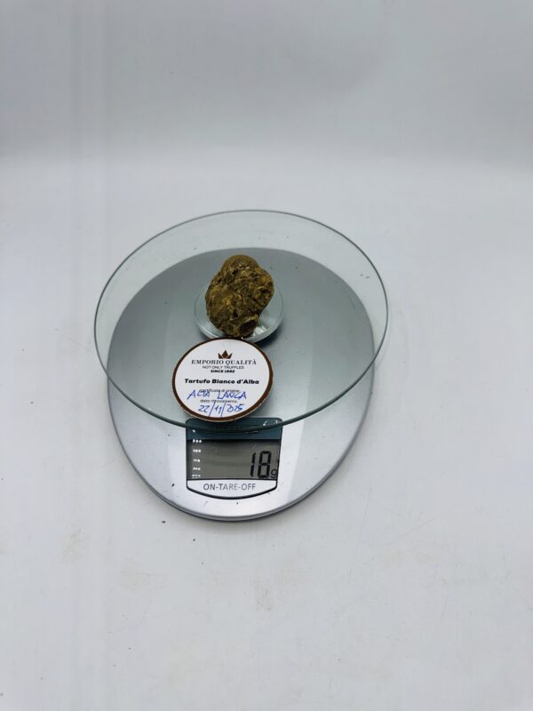 Tartufo bianco d' Alba Tuber Magnatum Pico prov. Alta Langa cavato il 22/11/25 Gr.18 i