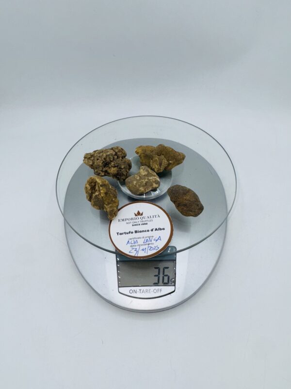 Tartufo bianco d' Alba Tuber Magnatum Pico Cavato il 23/11/25 gr.36 e
