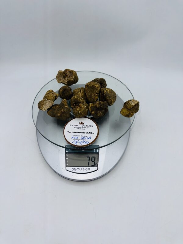 Tartufo bianco d' Alba Tuber Magnatum Pico Cavato il 23/11/25 gr.79 f