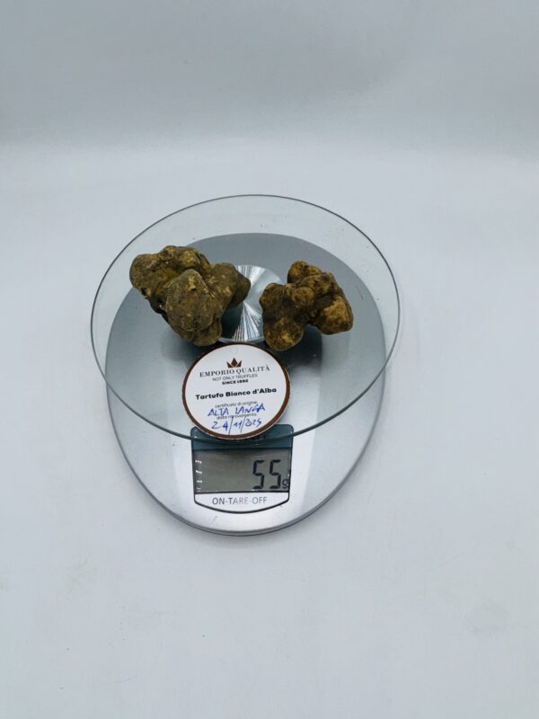 Tartufo Bianco d' Alba Tuber Magnatum Pico prov. Alta Langa cavato il 24/11/25 gr.55 F 2 tartufi