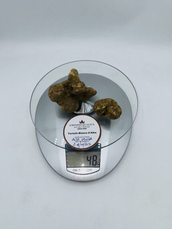 Tartufo Bianco d' Alba Tuber Magnatum Pico prov. Alta Langa cavato il 24/11/25 gr.48 G 2 tartufi