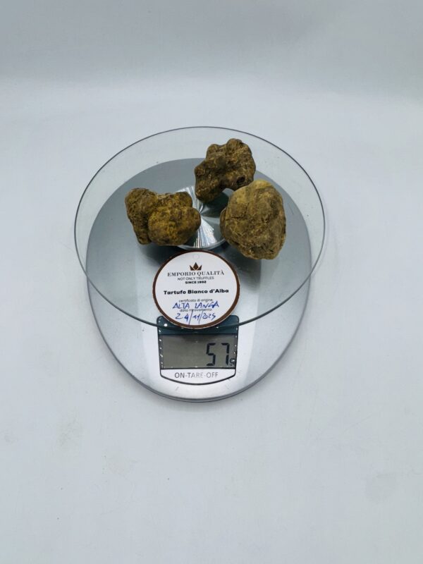 Tartufo Bianco d' Alba Tuber Magnatum Pico prov. Alta Langa cavato il 24/11/25 gr.57 3 tartufi