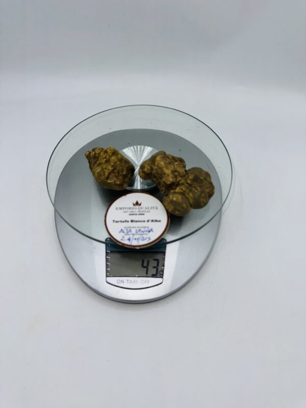 Tartufo Bianco d' Alba Tuber Magnatum Pico prov. Alta Langa cavato il 24/11/25 gr.43 L 3 tartufi
