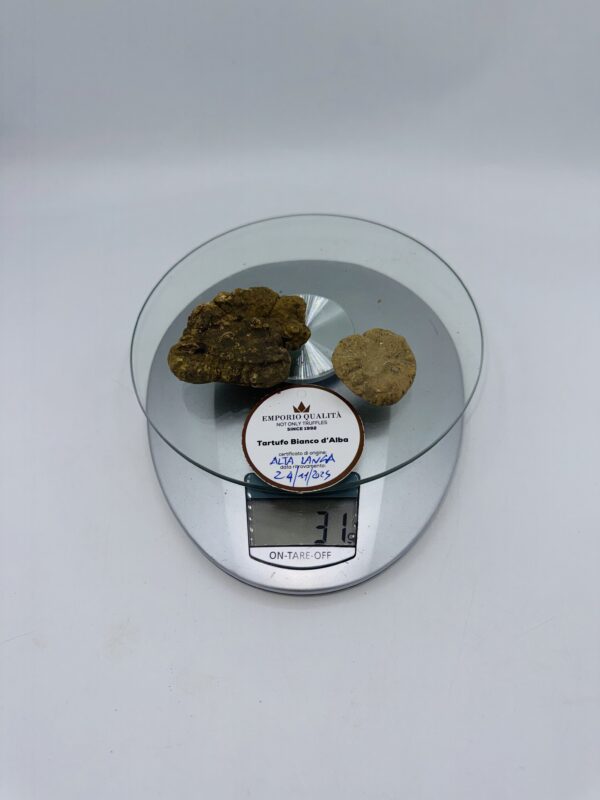 Tartufo Bianco d' Alba Tuber Magnatum Pico prov. Alta Langa cavato il 24/11/25 gr.31 m