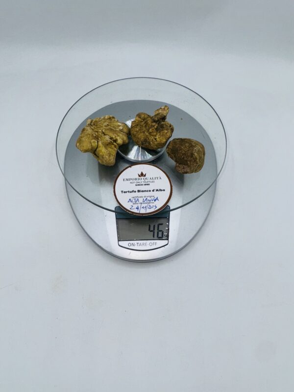 Tartufo Bianco d' Alba Tuber Magnatum Pico prov. Alta Langa cavato il 24/11/25 gr.46