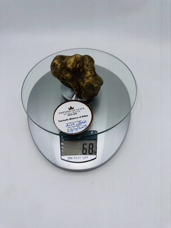 Tartufi bianchi d' Alba Tuber Magnatum Pico prov. Alta Langa cavato il 25/11/25 gr.68 B TOP