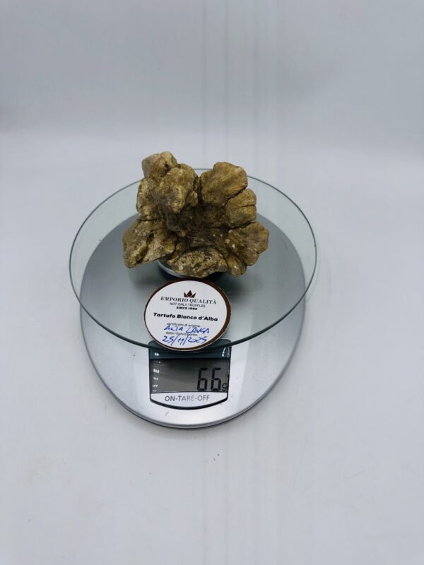 Tartufi bianchi d' Alba Tuber Magnatum Pico prov. Alta Langa cavato il 25/11/25 gr.66 C TOP